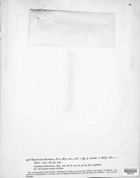 Hysterium elevatum image